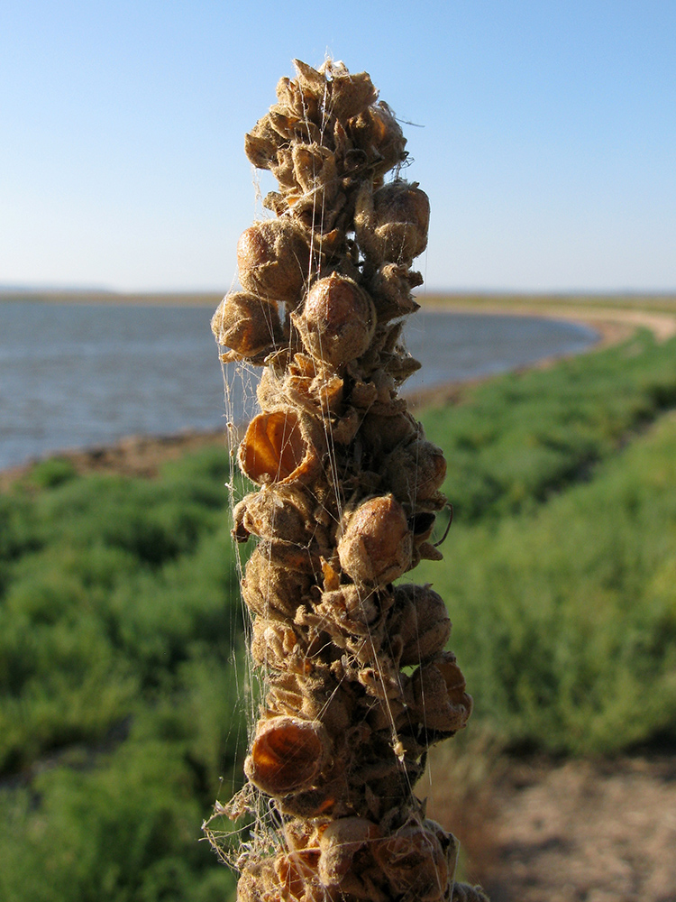 Image of Verbascum densiflorum specimen.