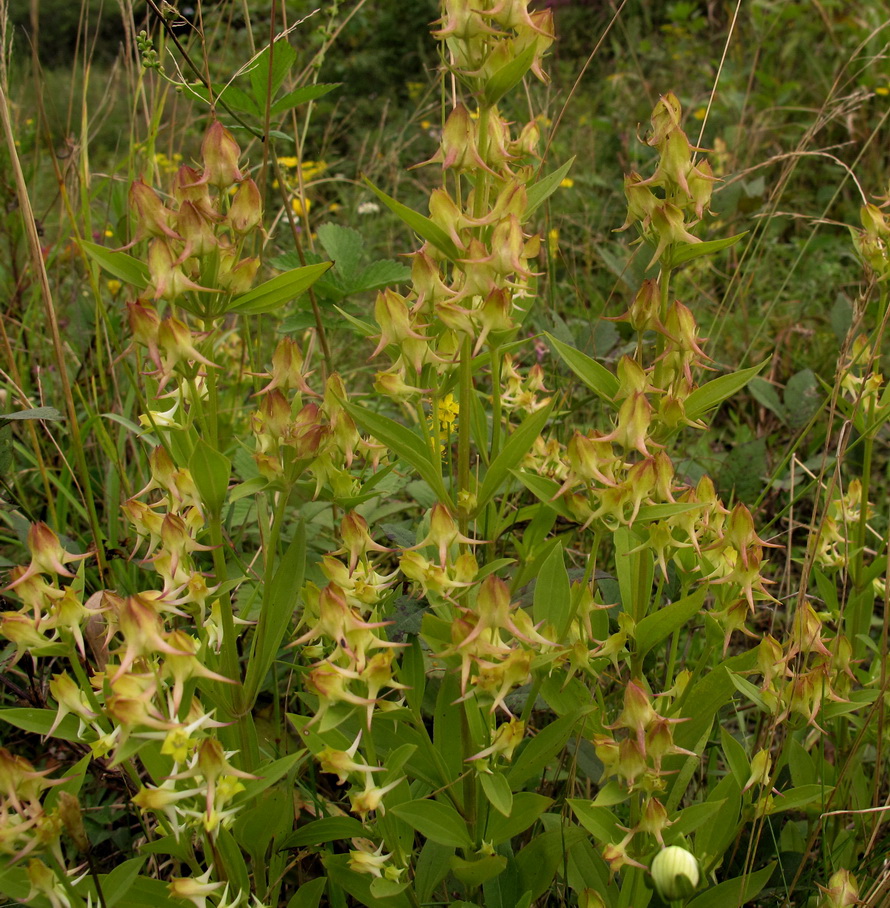 Image of Halenia corniculata specimen.