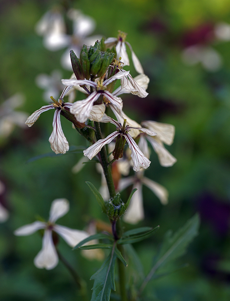 Image of Eruca sativa specimen.