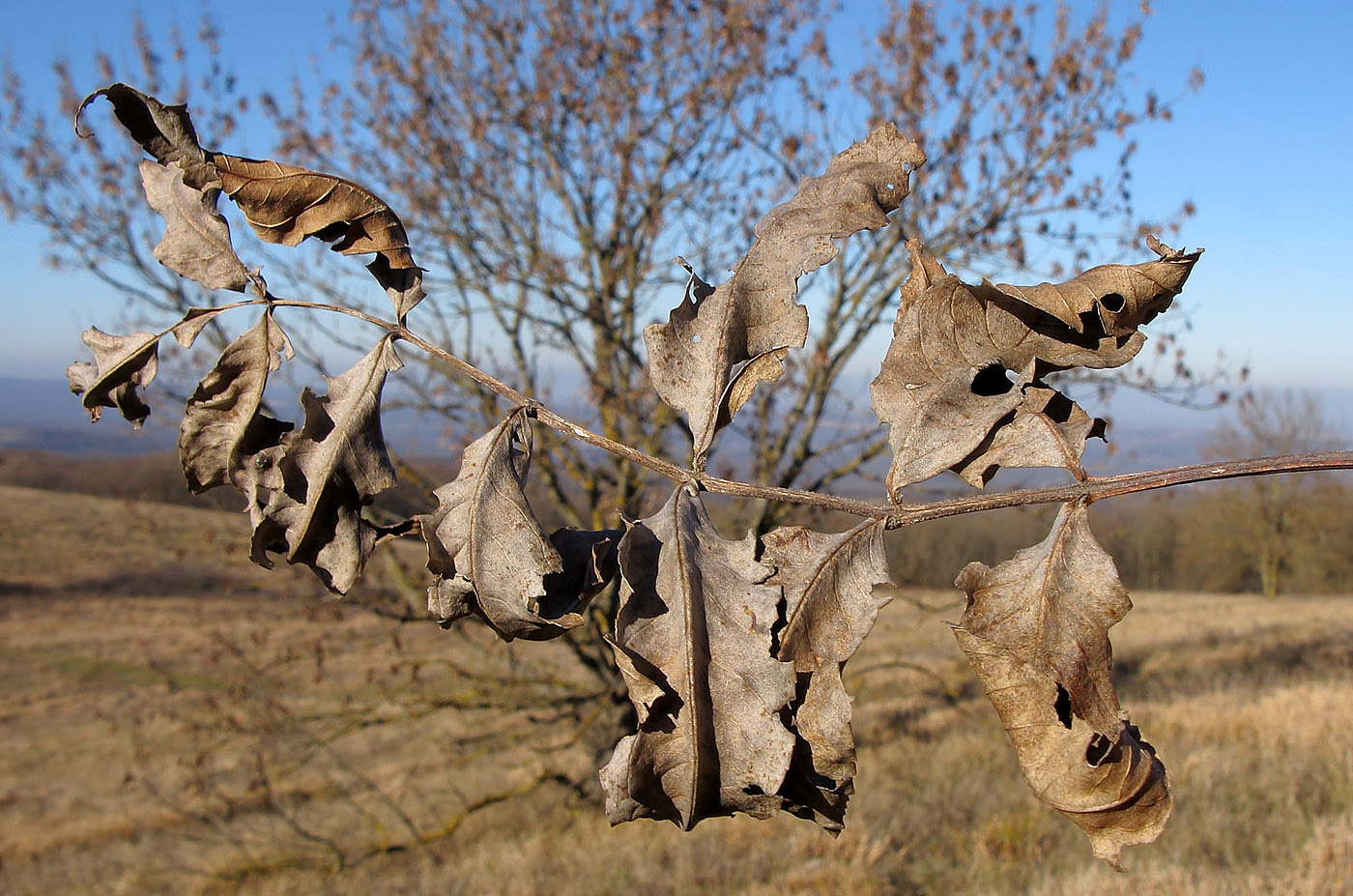 Image of Fraxinus excelsior specimen.