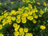 Potentilla uniflora