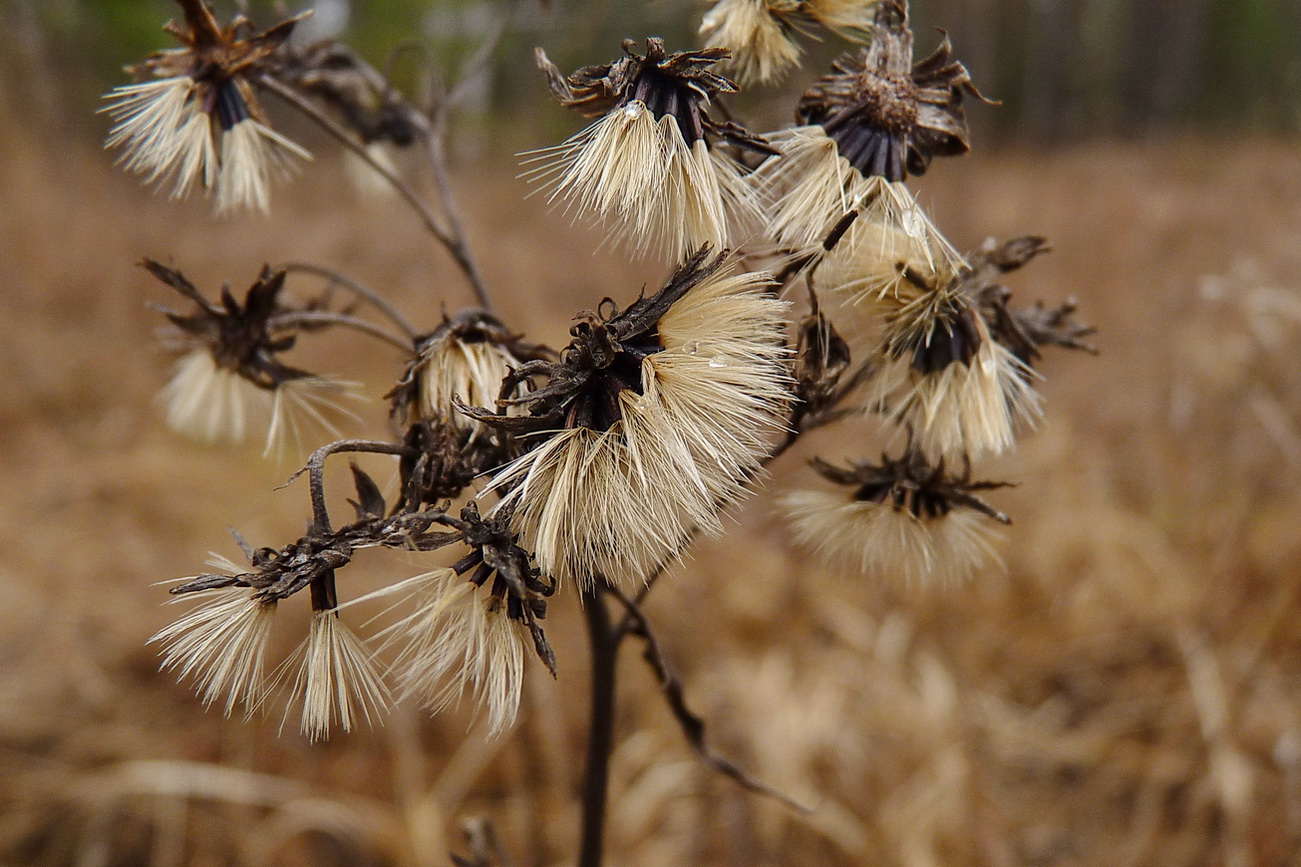 Image of Hieracium umbellatum specimen.