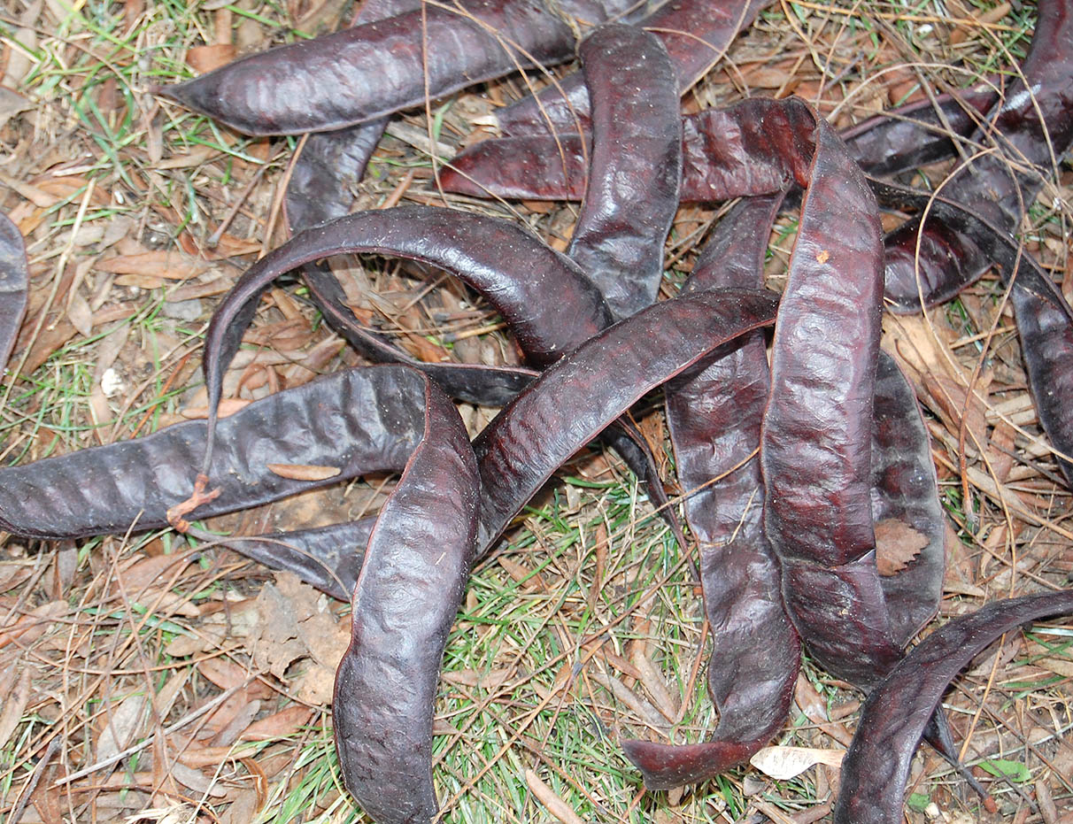 Image of Gleditsia triacanthos specimen.