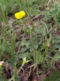 Ranunculus songaricus