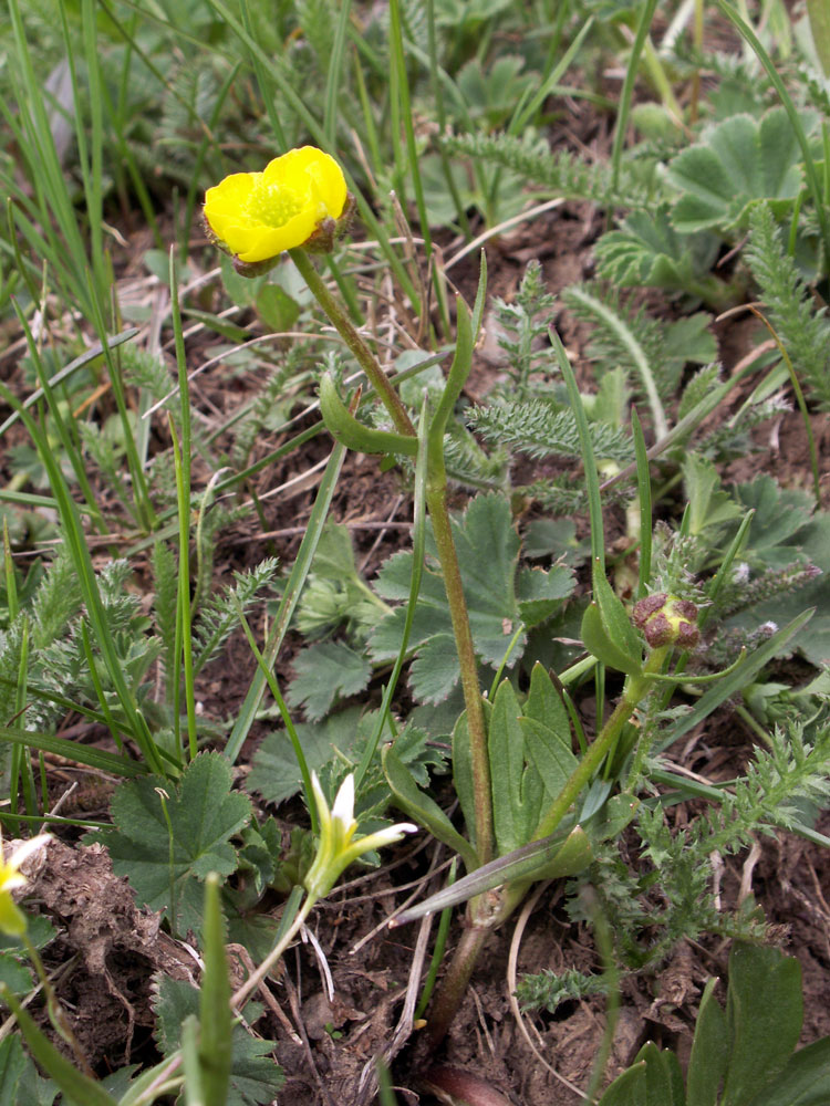 Изображение особи Ranunculus songaricus.