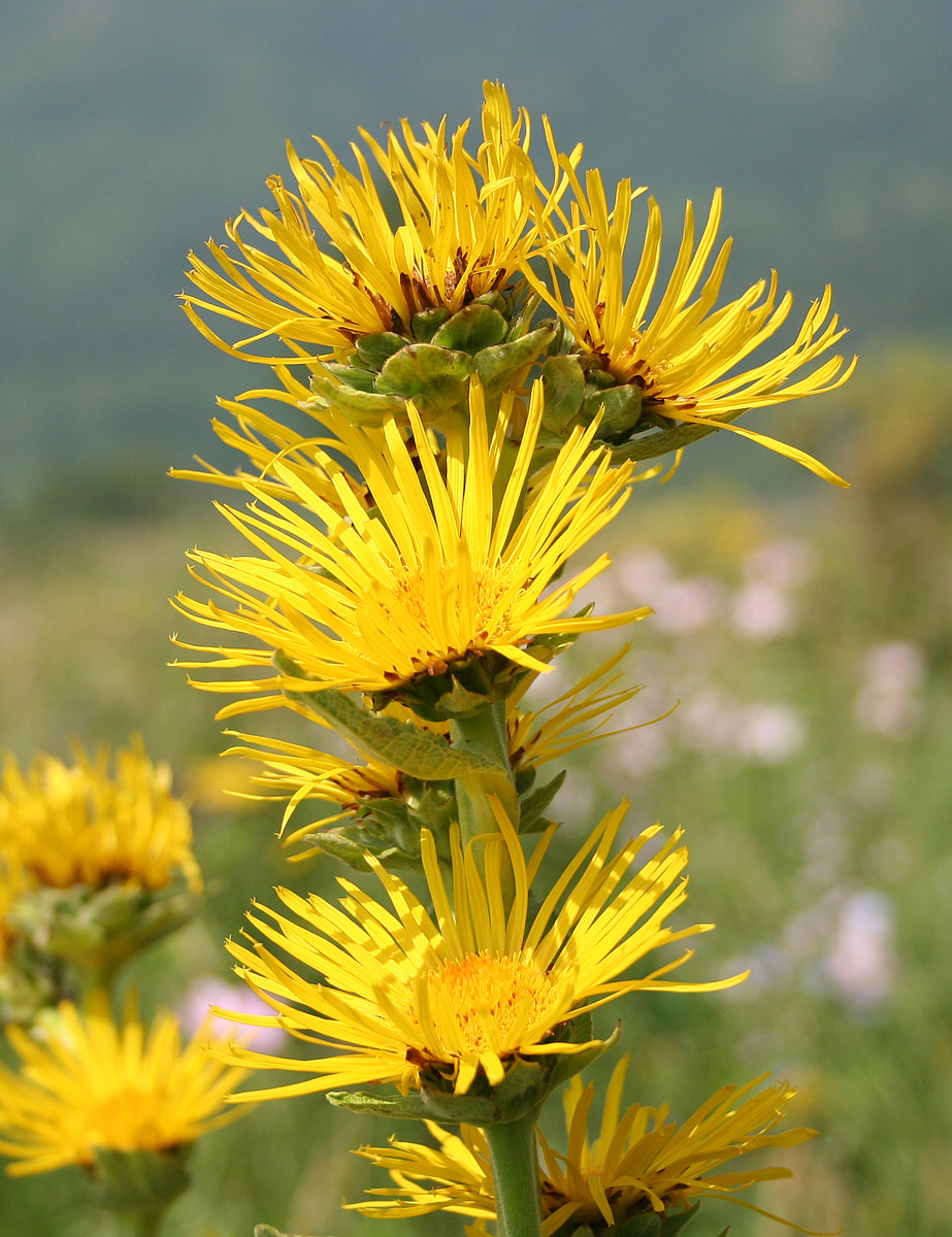 Изображение особи Inula helenium.