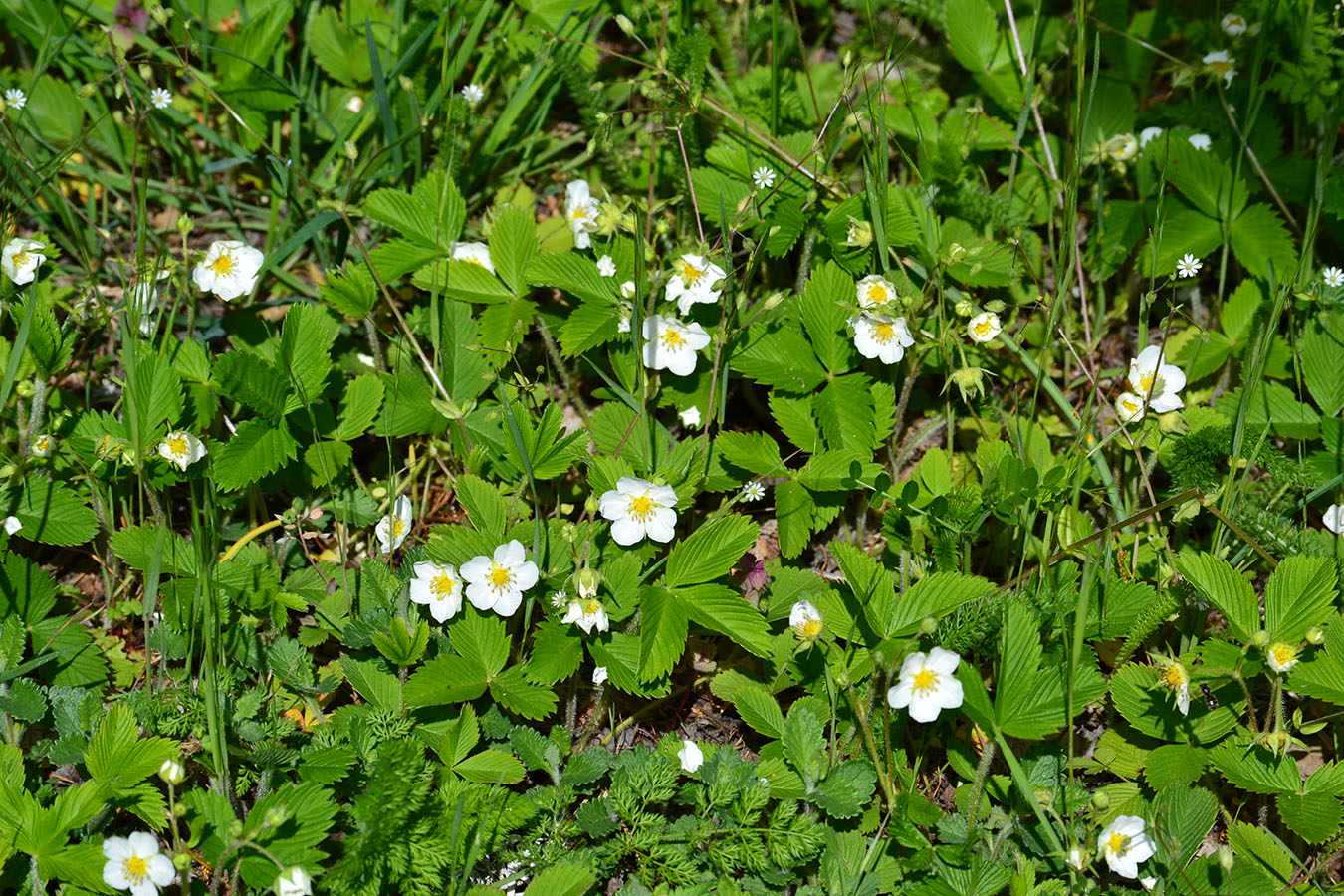 Изображение особи Fragaria campestris.