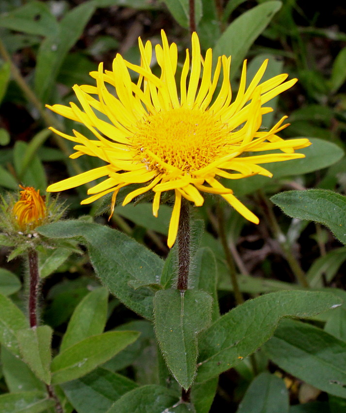 Изображение особи Inula hirta.