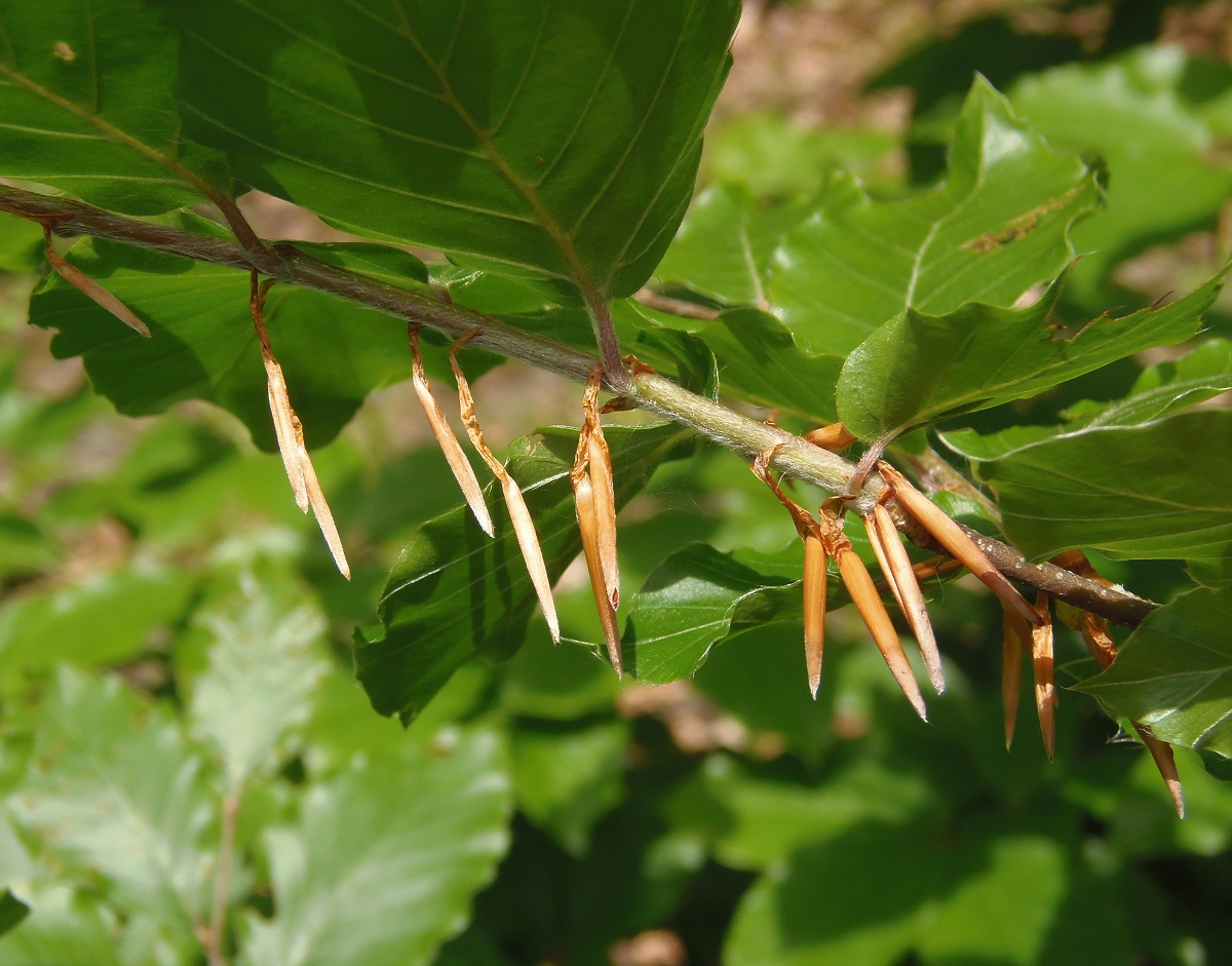 Изображение особи Fagus sylvatica.