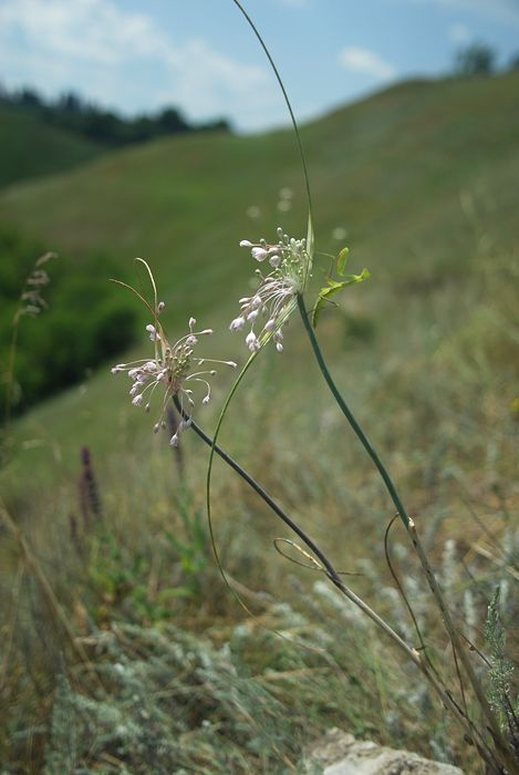 Image of Allium podolicum specimen.