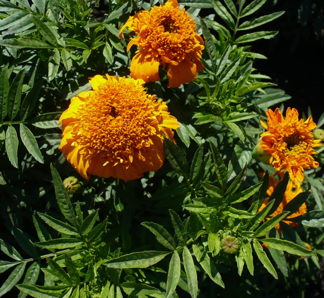 Image of Tagetes erecta specimen.