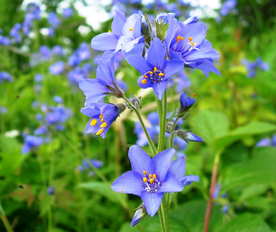 Image of Polemonium campanulatum specimen.