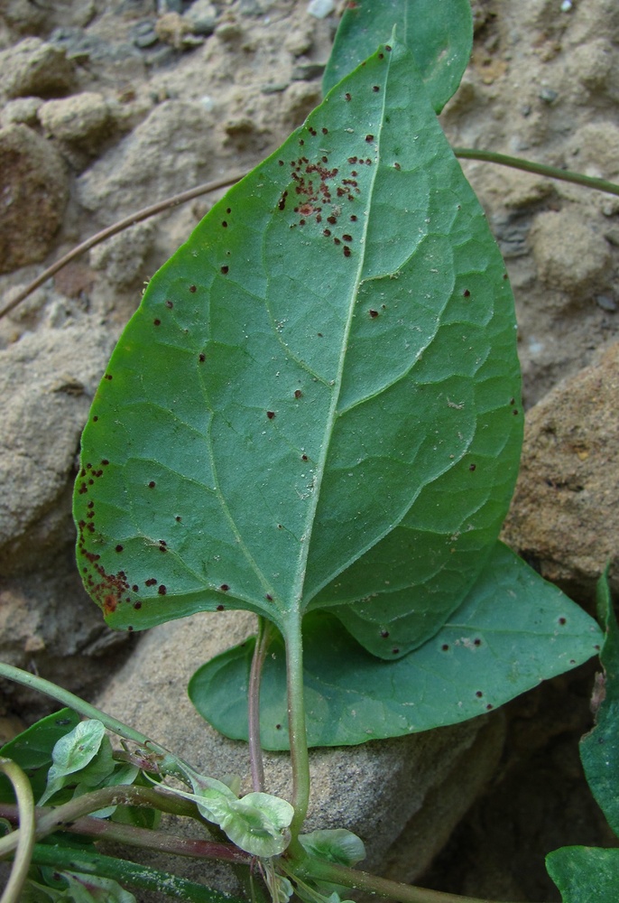 Изображение особи Fallopia dumetorum.