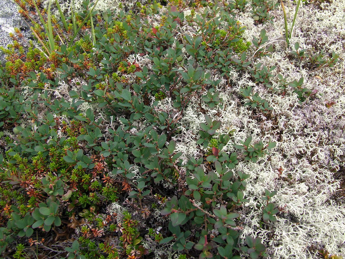 Image of Vaccinium uliginosum ssp. microphyllum specimen.