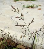 Eragrostis suaveolens