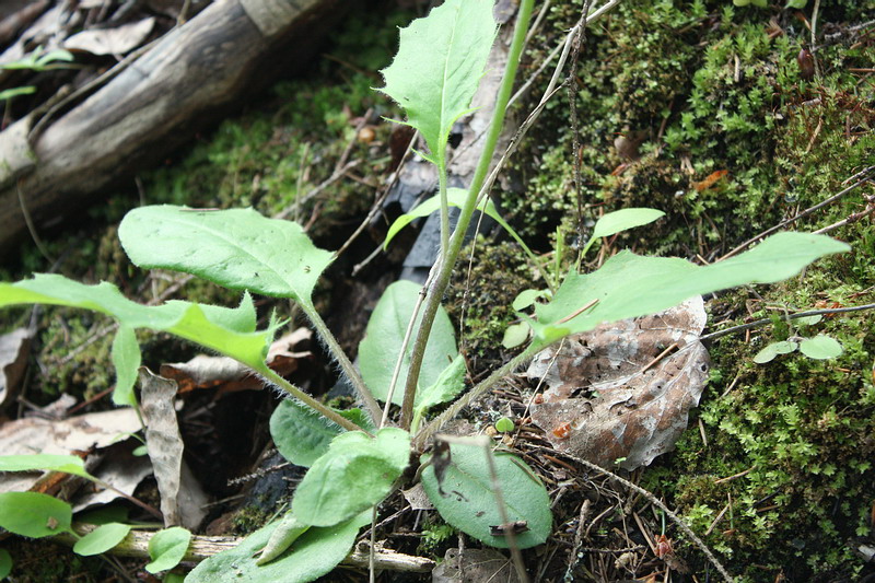 Изображение особи Hieracium hjeltii.