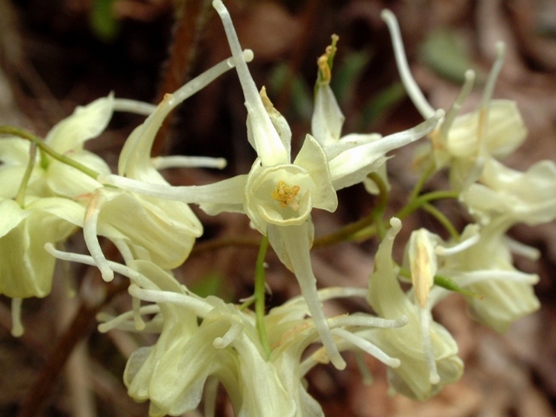 Image of Epimedium koreanum specimen.