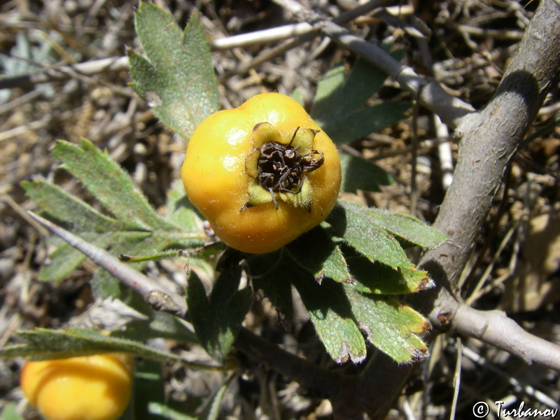 Image of Crataegus orientalis specimen.