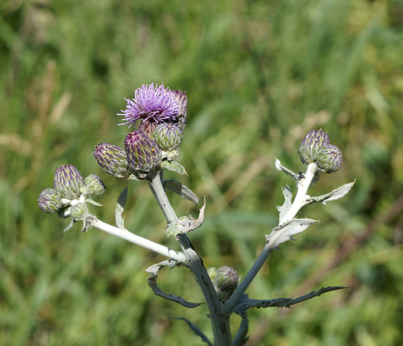 Изображение особи Cirsium incanum.