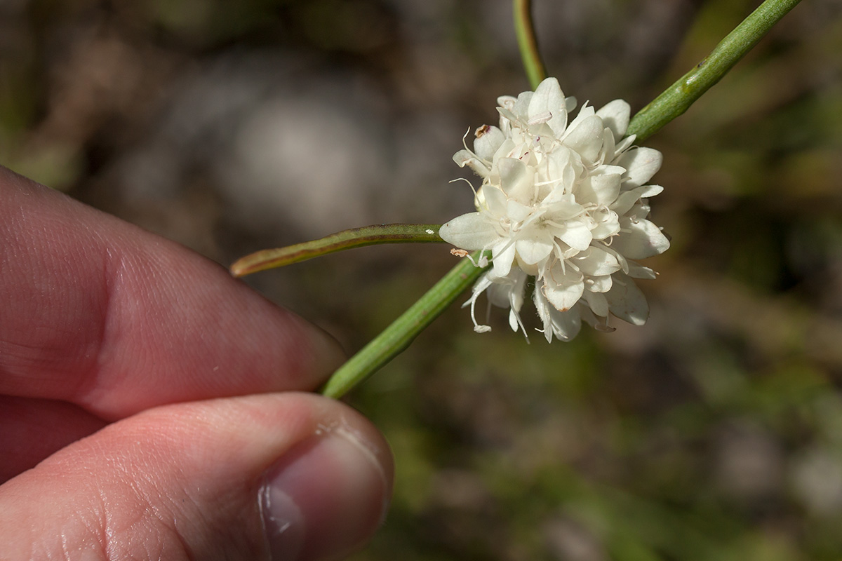 Image of Cephalaria leucantha specimen.