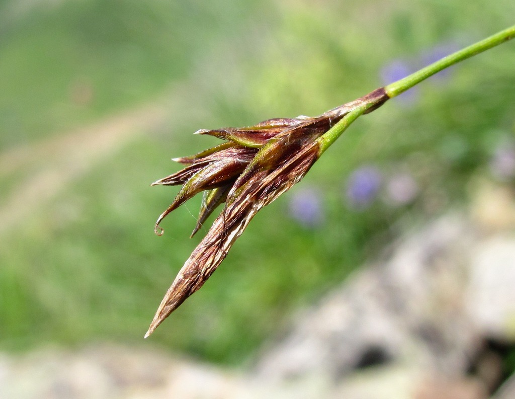 Image of Carex tristis specimen.