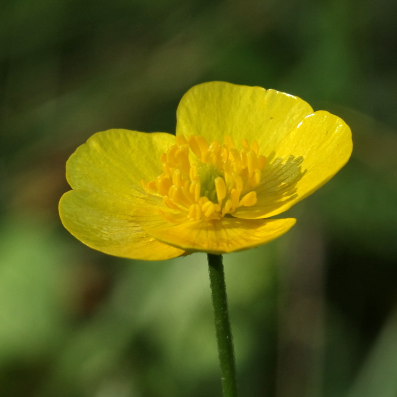 Image of Ranunculus acris specimen.