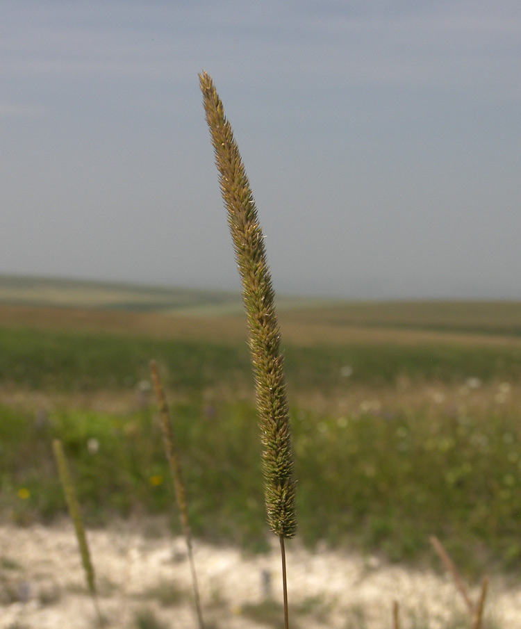 Изображение особи Phleum phleoides.