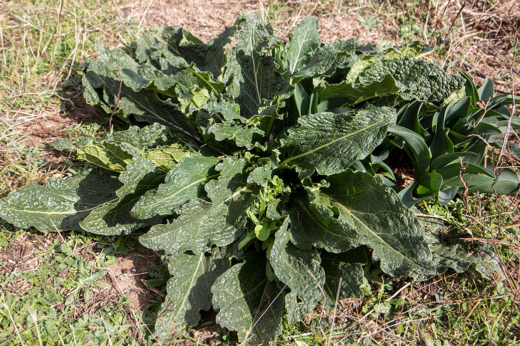 Image of Mandragora autumnalis specimen.