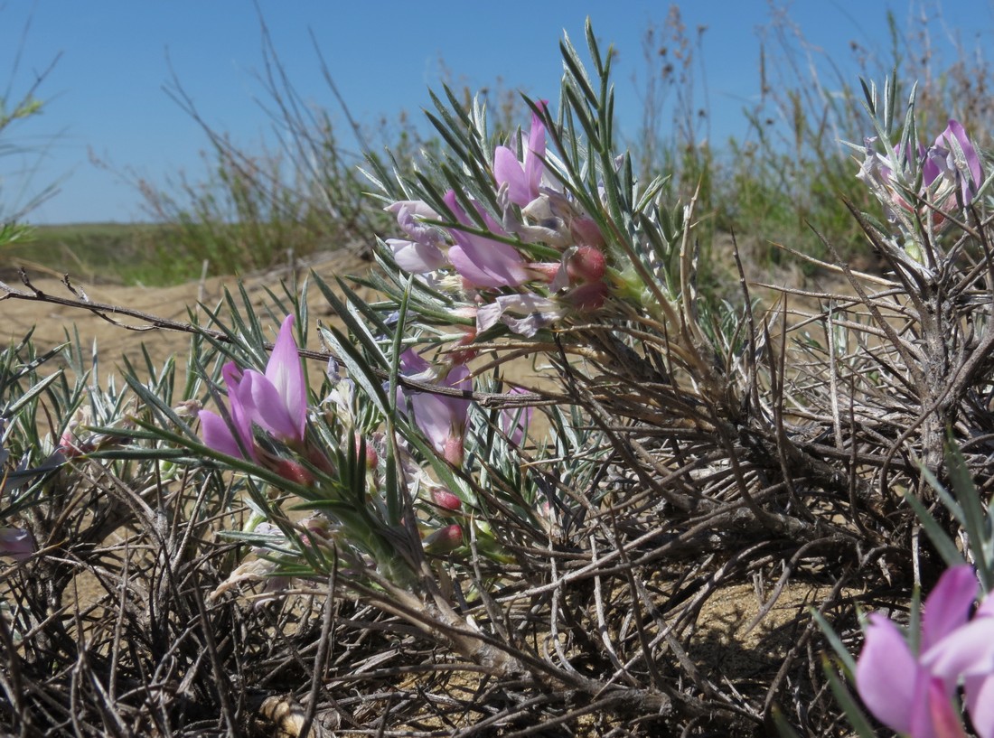 Изображение особи Oxytropis aciphylla.