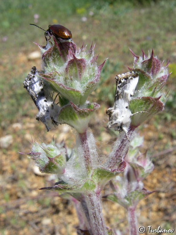 Image of Salvia aethiopis specimen.