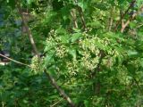 Acer tataricum. Верхушки побегов с соцветиями. Иркутск, в озеленении. 16.06.2014.