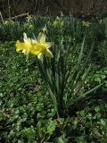 Narcissus pseudonarcissus. Цветущее растение. Нидерланды, Гронинген, парк Stadspark, реликт культуры. 2 апреля 2010 г.