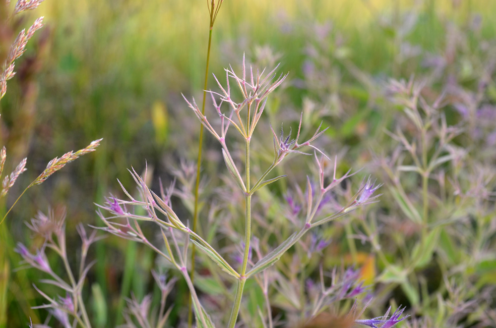 Image of Nepeta ucranica specimen.