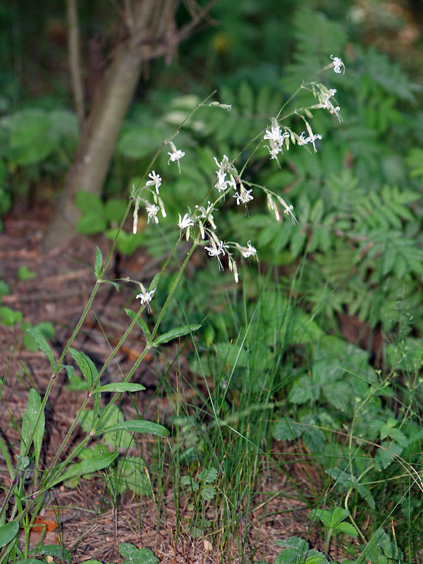 Изображение особи Silene nutans.