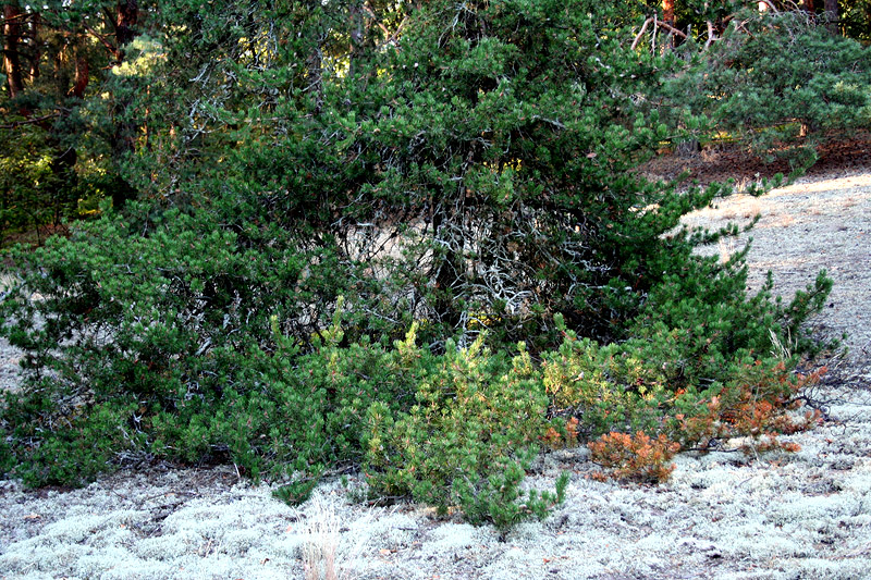 Image of Pinus banksiana specimen.