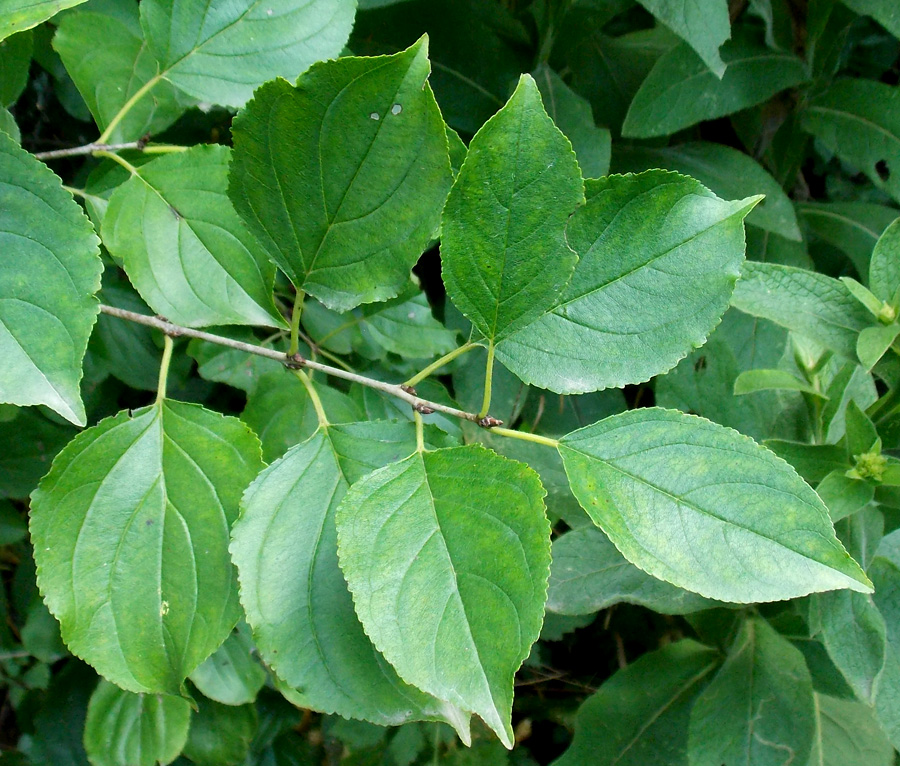 Image of Rhamnus cathartica specimen.