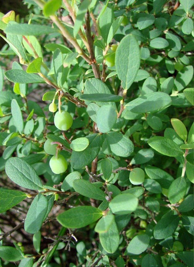 Image of Vaccinium uliginosum specimen.