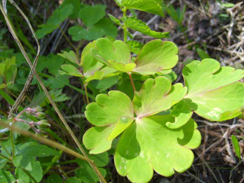 Image of Aquilegia sibirica specimen.