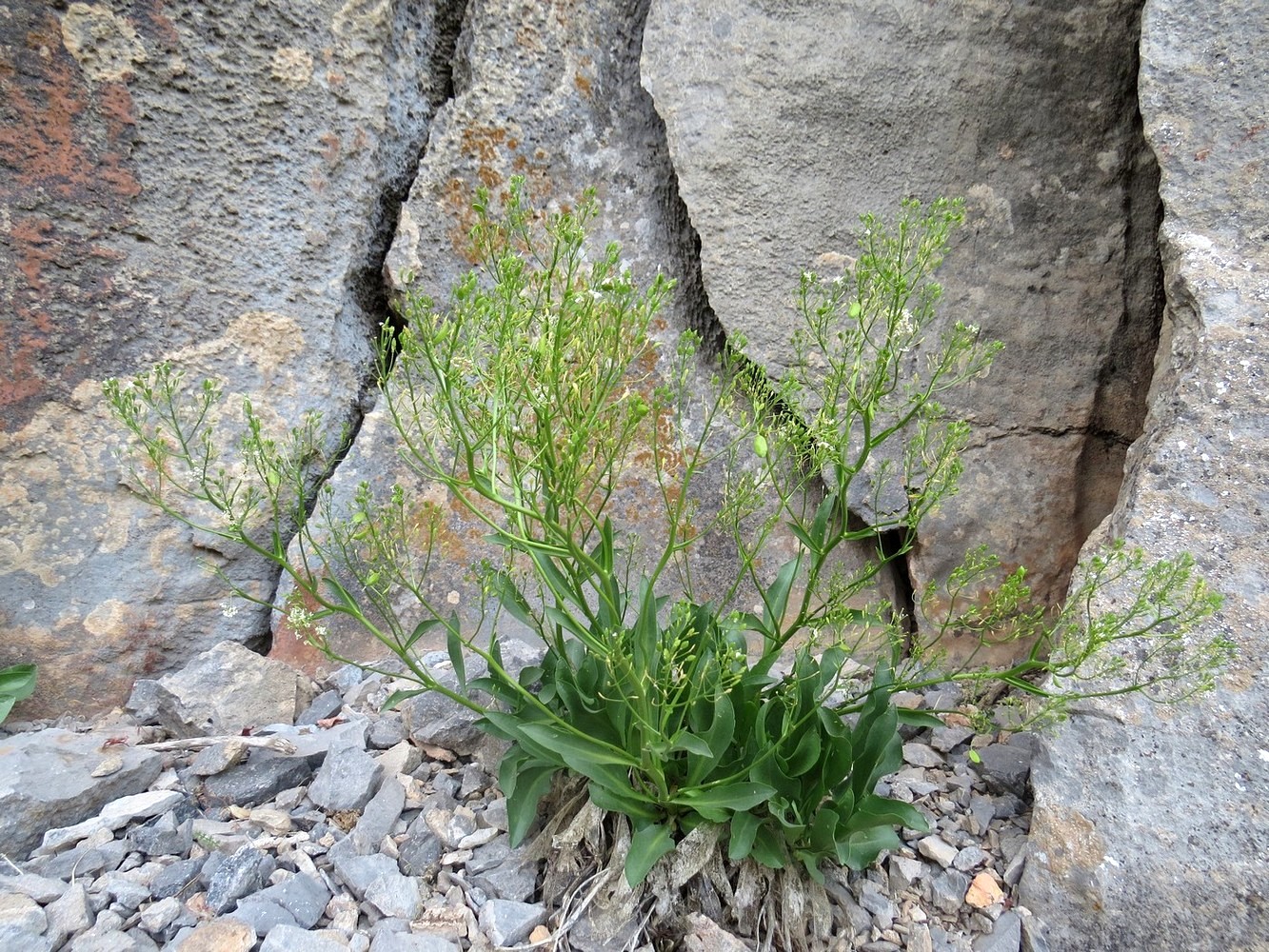 Image of Stubendorffia gracilis specimen.