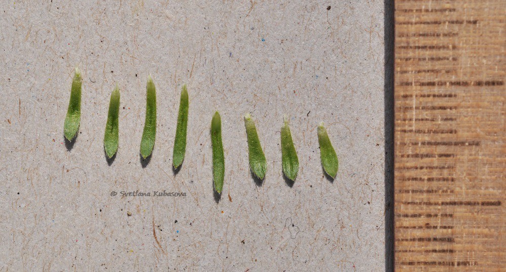 Image of Draba bruniifolia specimen.