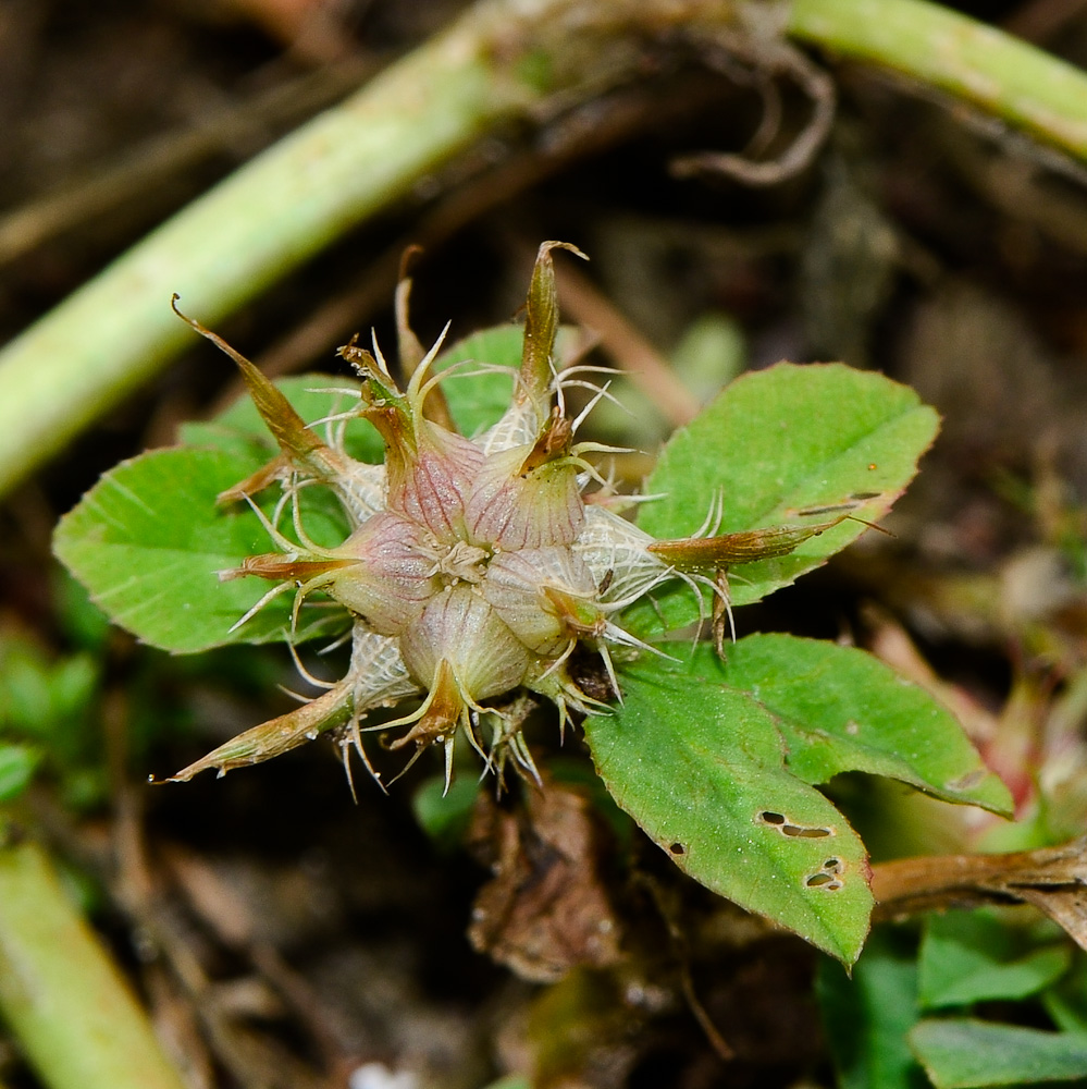 Image of Trifolium spumosum specimen.