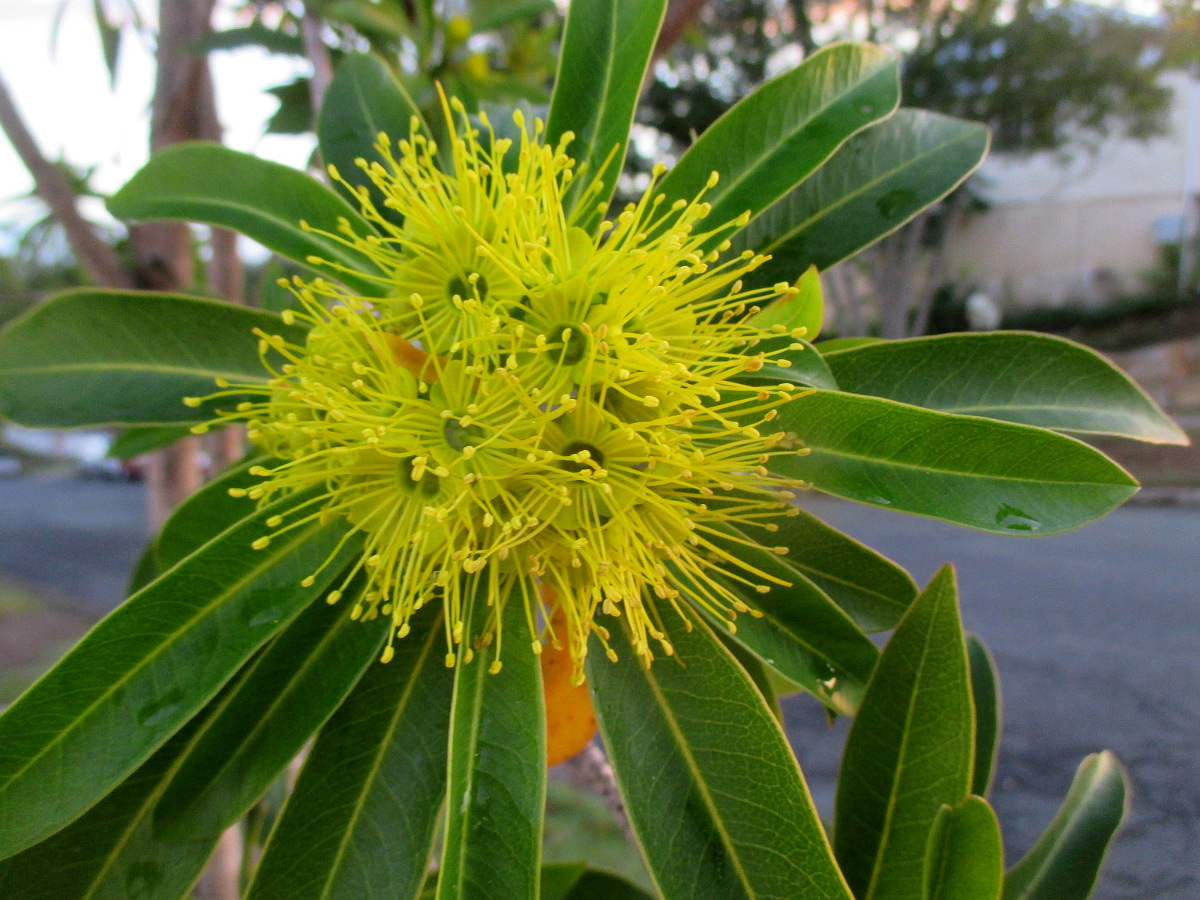 Image of Xanthostemon chrysanthus specimen.