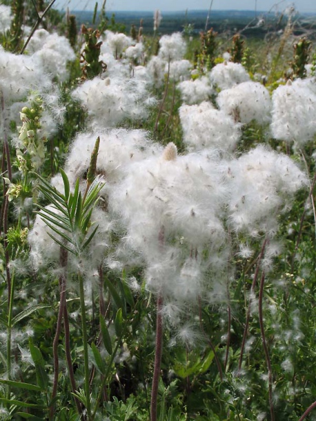 Image of Anemone sylvestris specimen.