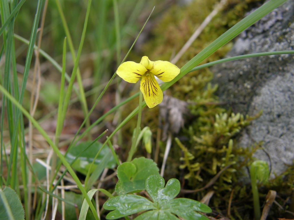 Image of Viola biflora specimen.