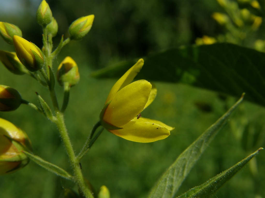 Изображение особи Lysimachia vulgaris.