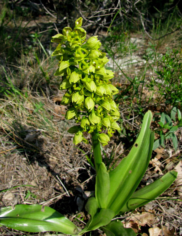 Изображение особи Orchis punctulata.