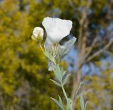 Romneya coulteri. Верхушка ветки с цветками. Израиль, Шарон, пос. Кфар Монаш, ботанический сад \"Хават Ганой\". 30.05.2016.