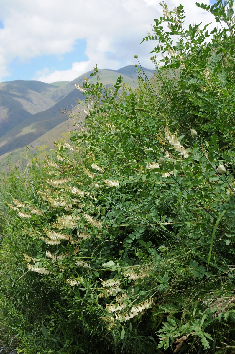 Изображение особи Hedysarum flavescens.