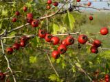 Crataegus monogyna. Ветвь со зрелыми плодами. Украина, Одесская обл, Ивановский р-н, ракушечниковый склон в окр. пгт. Ивановка. 09.10.2007.