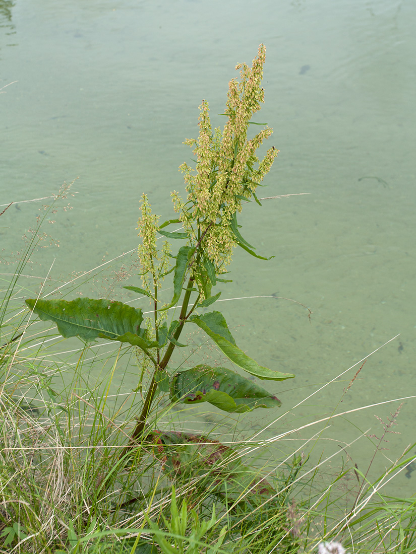 Image of Rumex aquaticus specimen.